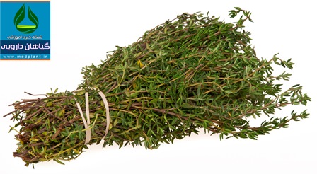 آویشن برگ باریک